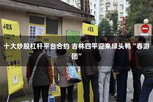 十大炒股杠杆平台合约 吉林四平迎来绿头鸭“春游团”