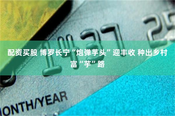 配资买股 博罗长宁“炮弹芋头”迎丰收 种出乡村富“芋”路