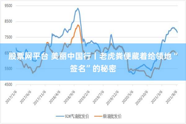 股票网平台 美丽中国行丨老虎粪便藏着给领地“签名”的秘密